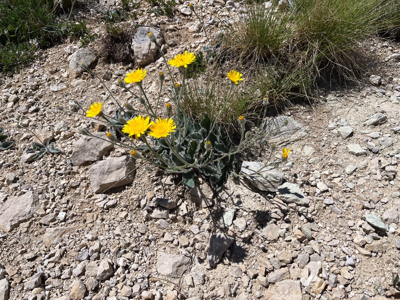 Hieracium pellitum photo 7