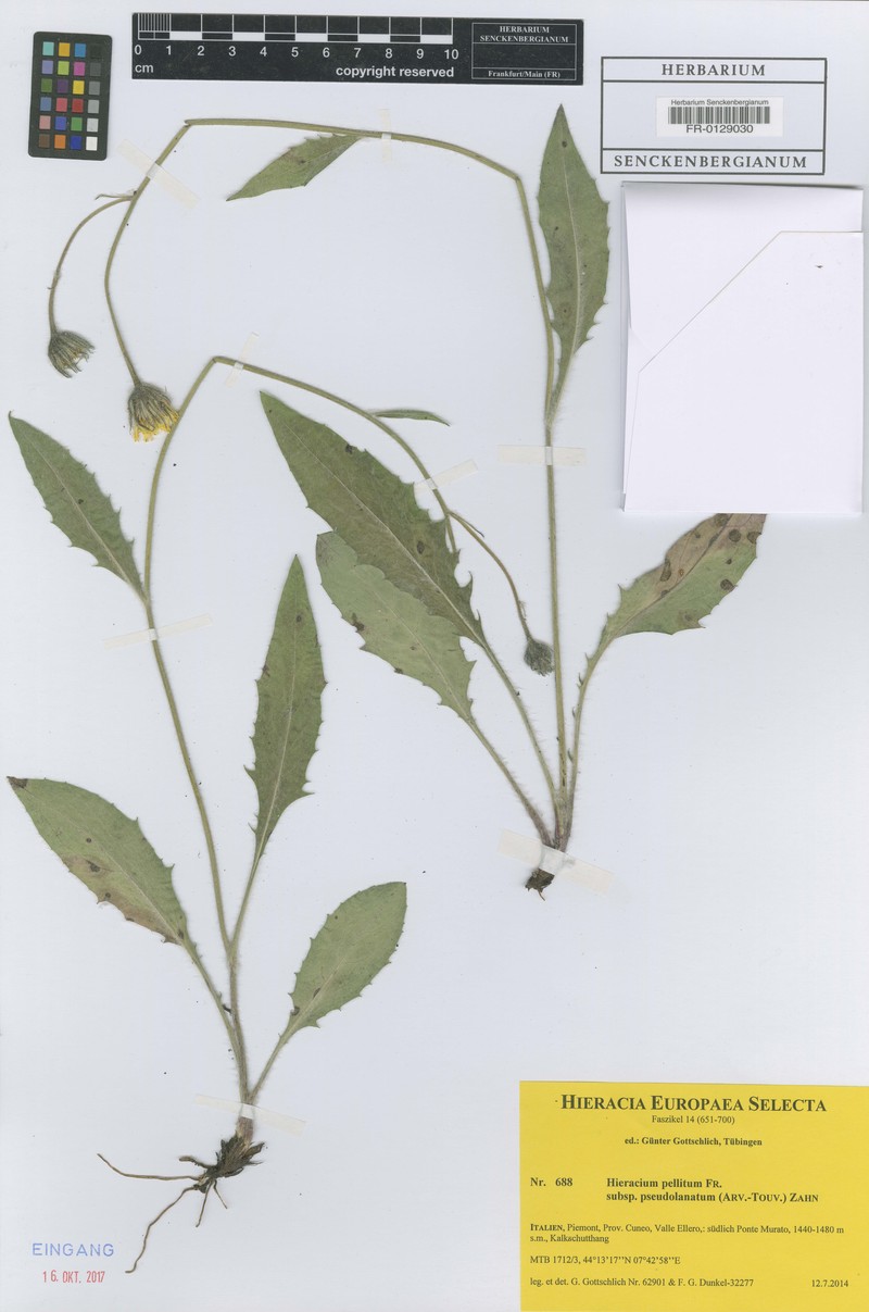 Hieracium pellitum subsp. pseudolanatum