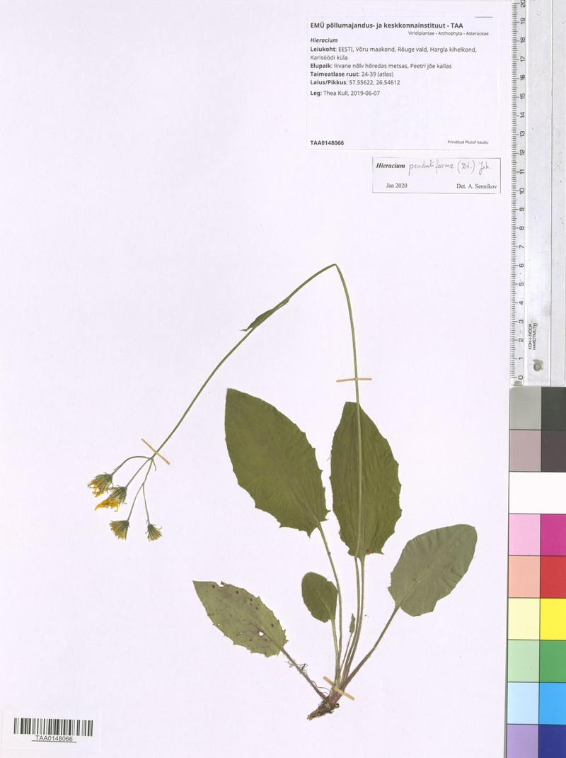 Hieracium penduliforme