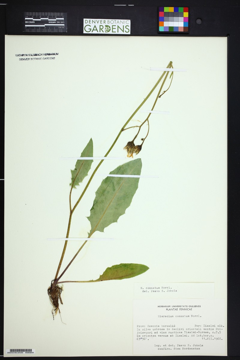 Hieracium penduliforme photo 2