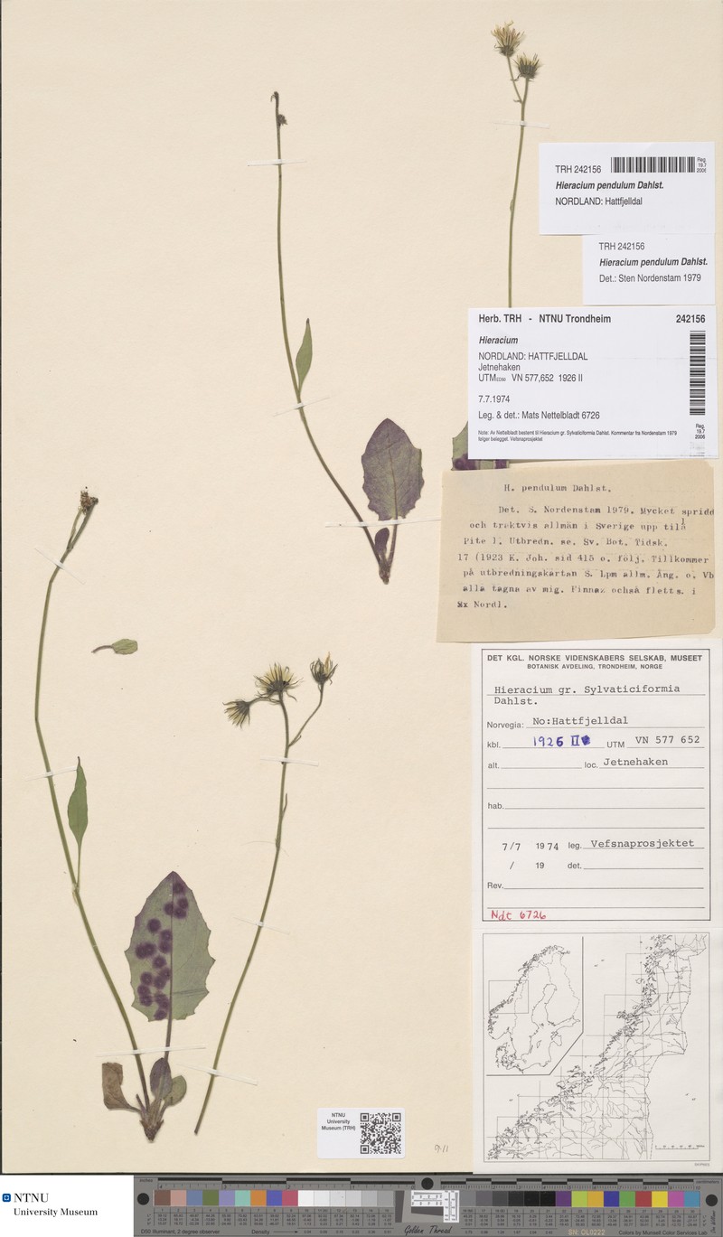 Hieracium pendulum