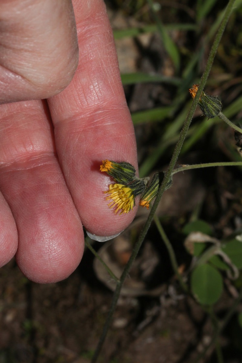 Hieracium peruanum