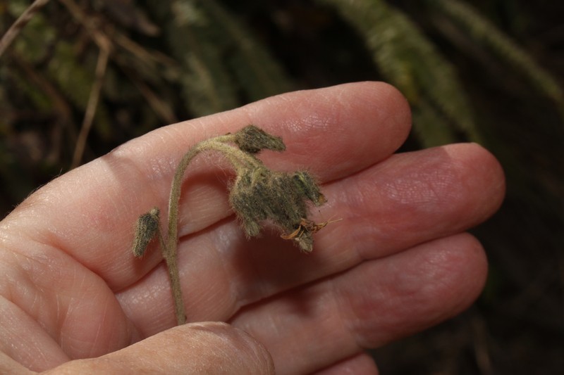 Hieracium peruanum photo 2