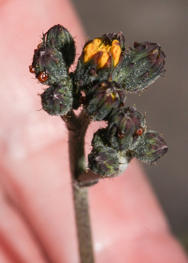 Hieracium peruanum photo 3