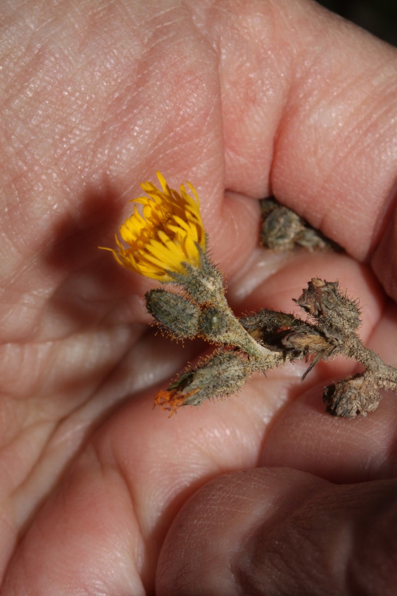 Hieracium peruanum photo 4