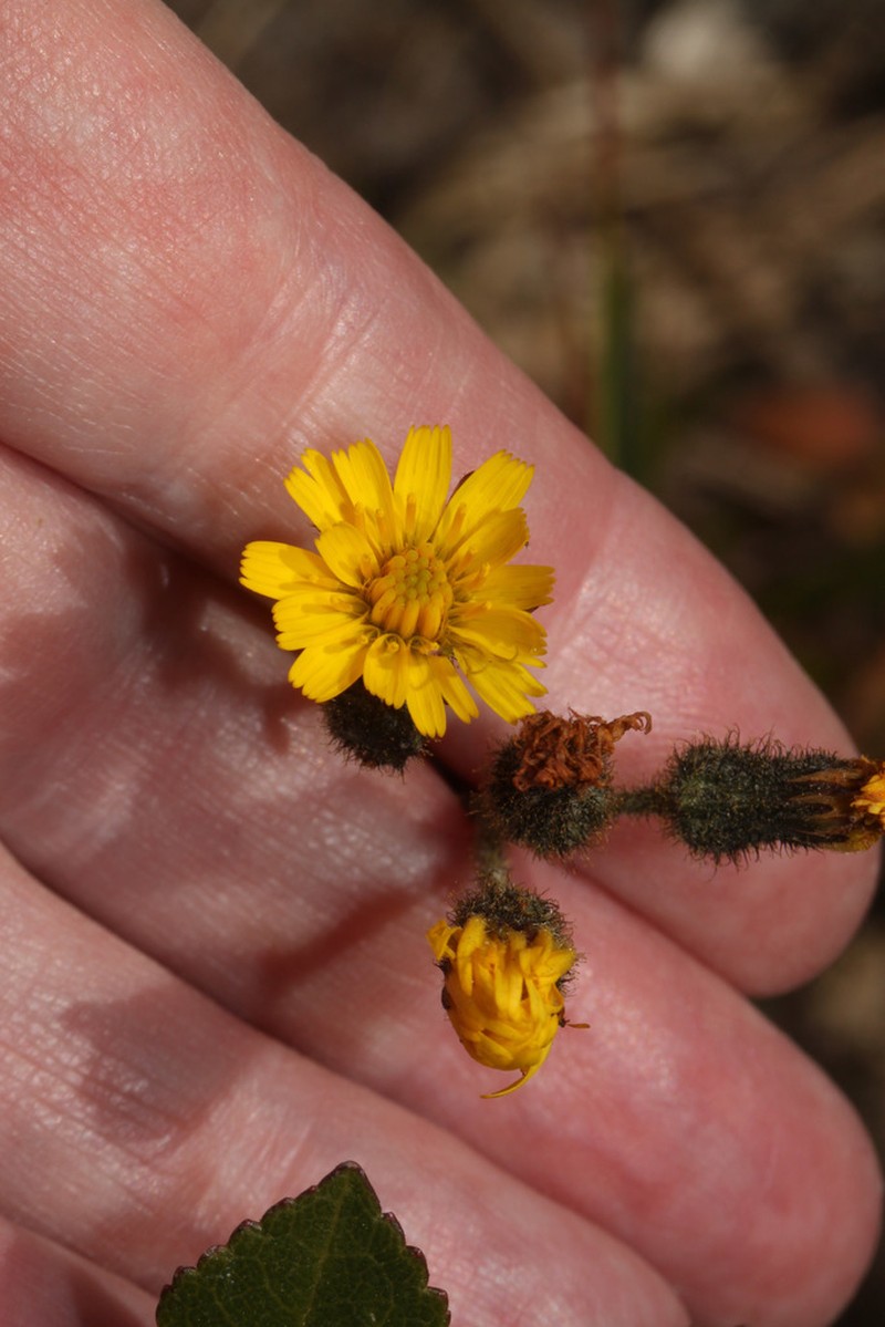 Hieracium peruanum photo 5