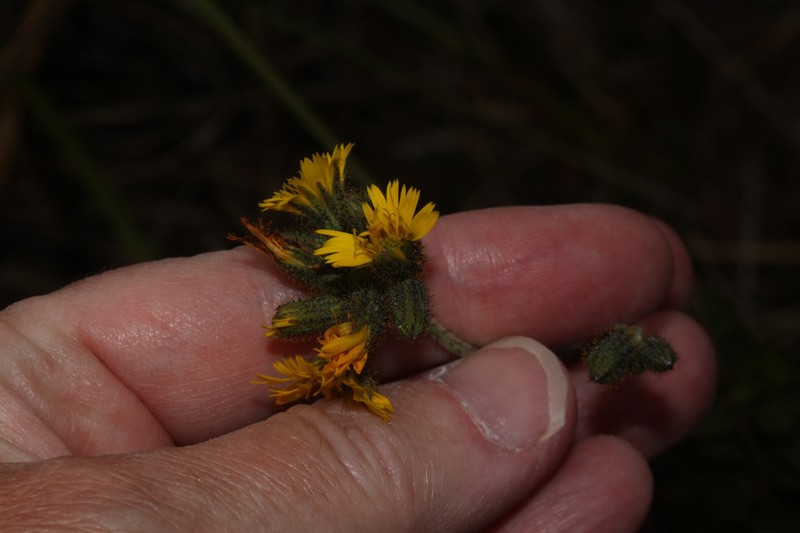 Hieracium peruanum photo 6