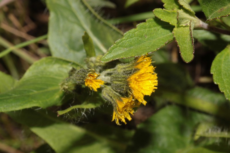 Hieracium peruanum photo 7