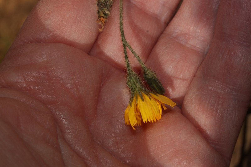 Hieracium peruanum photo 8