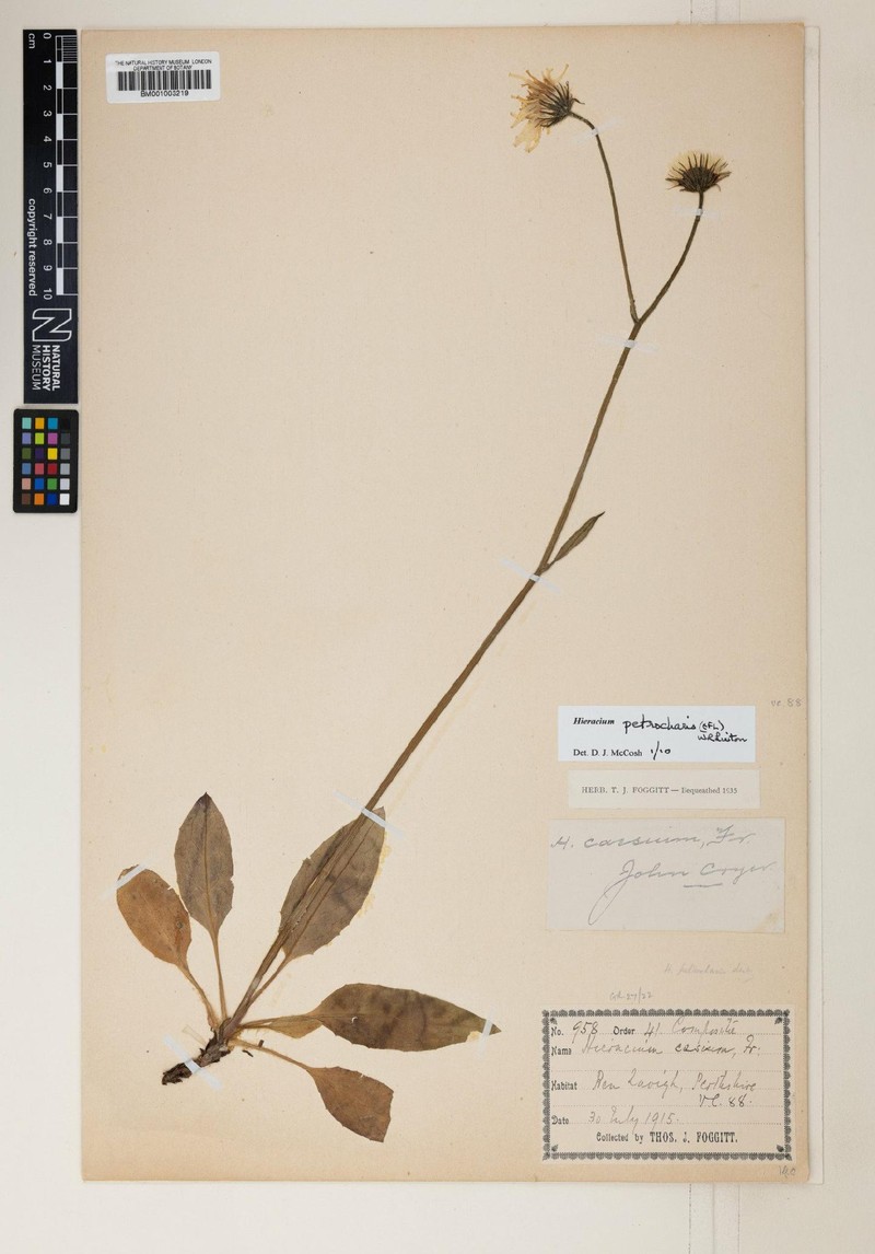 Hieracium petrocharis
