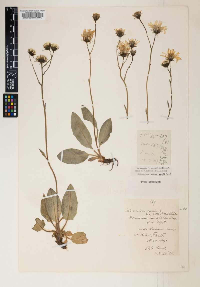 Hieracium petrocharis photo 2