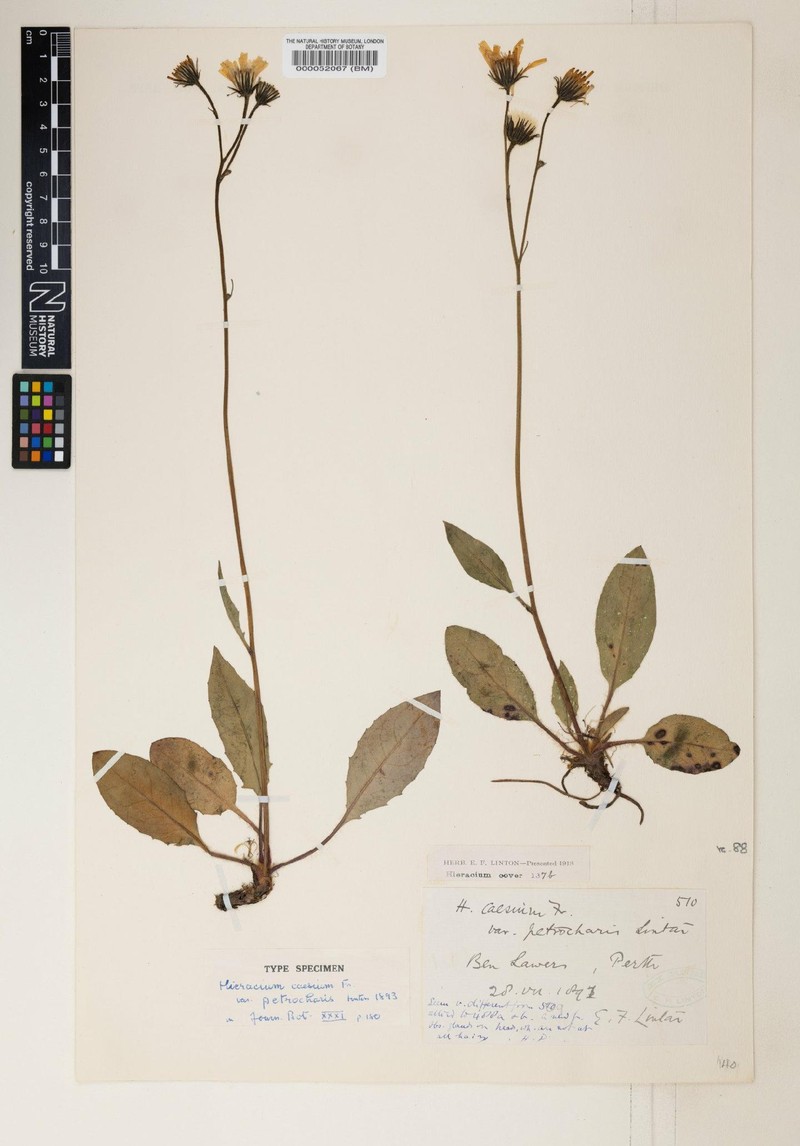 Hieracium petrocharis photo 3