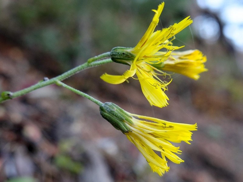 Hieracium petrosae