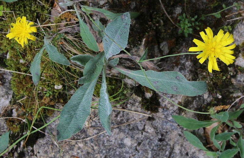 Hieracium phlomoides