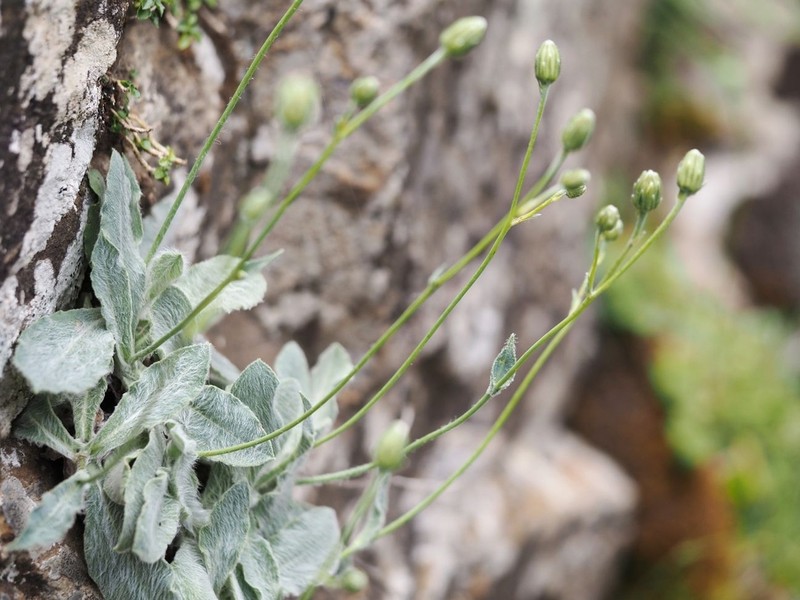 Hieracium phlomoides photo 2