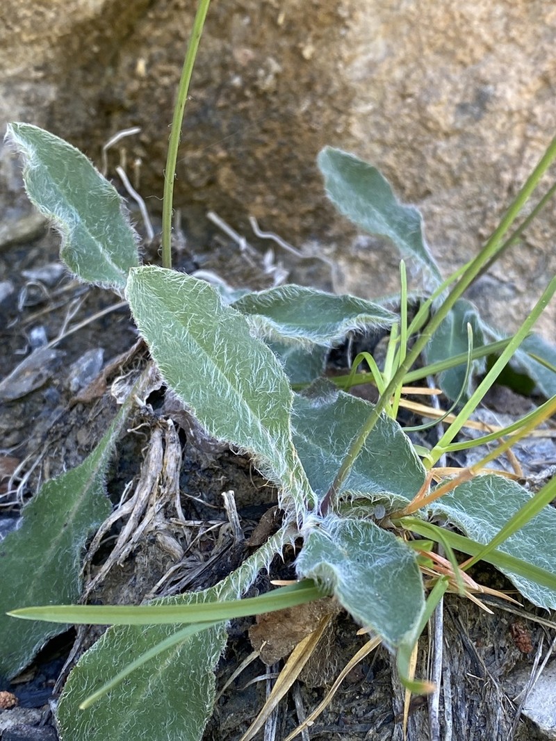 Hieracium phlomoides photo 3