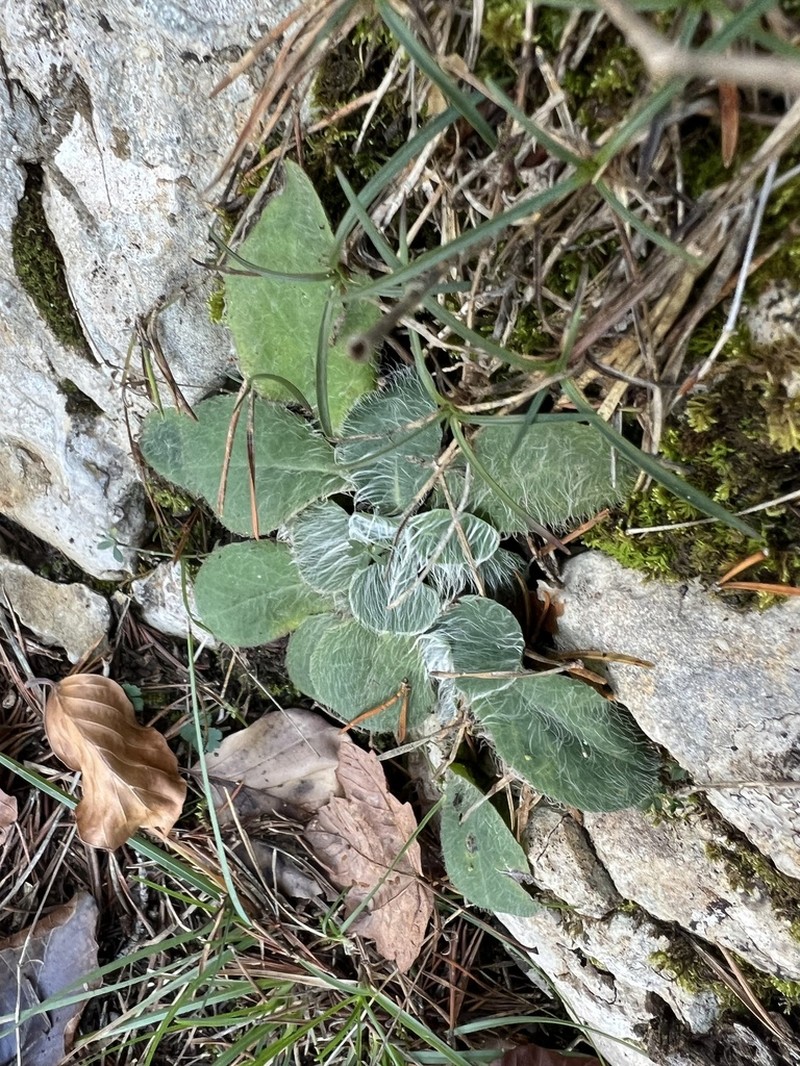 Hieracium phlomoides photo 4