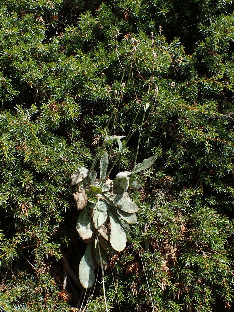Hieracium phlomoides photo 5