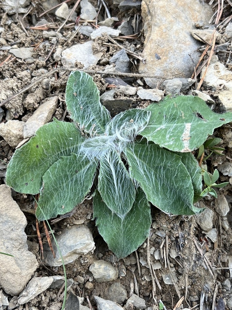Hieracium phlomoides photo 6