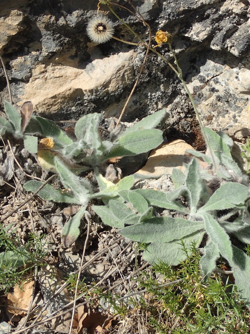 Hieracium phlomoides photo 8