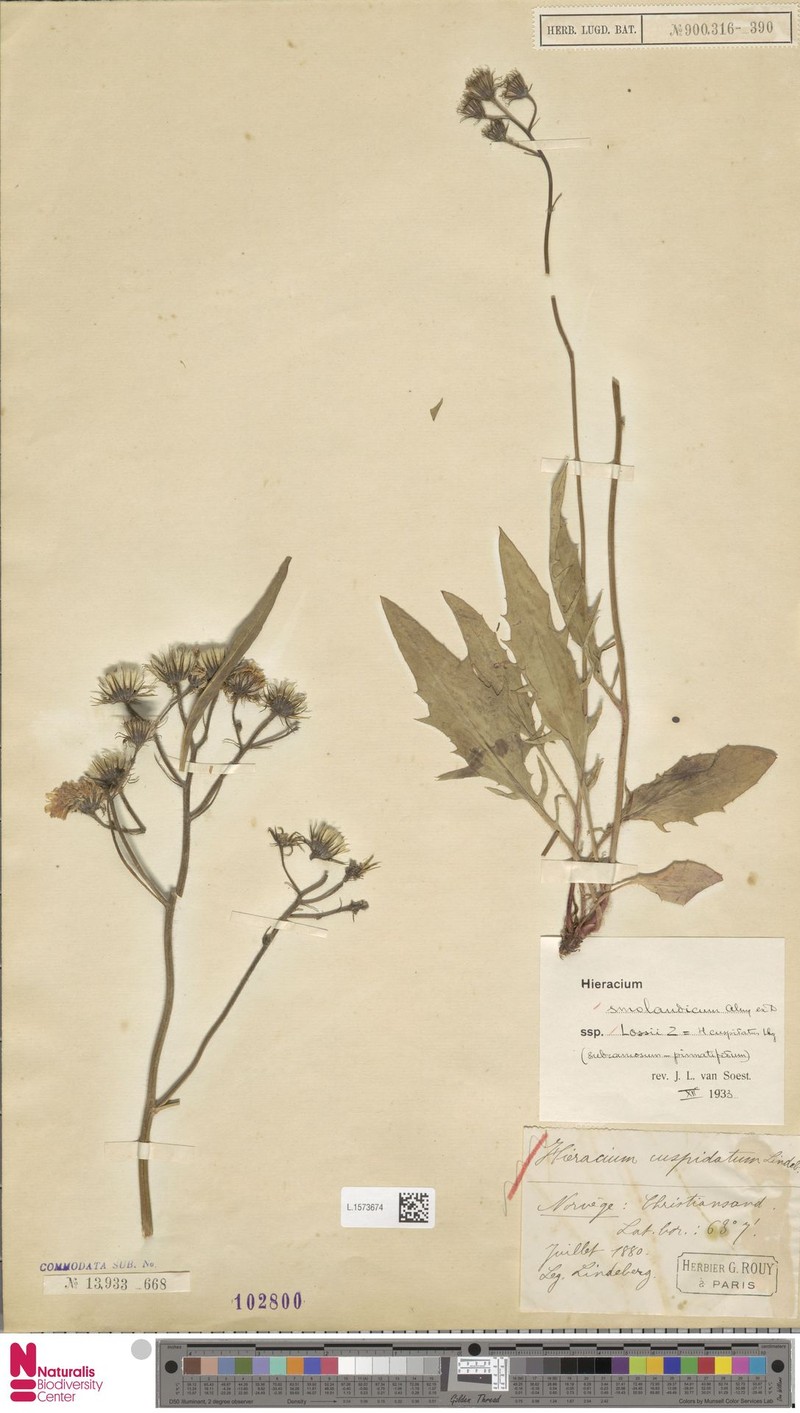 Hieracium pholidotum