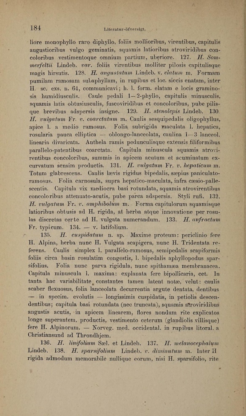 Hieracium pholidotum photo 2