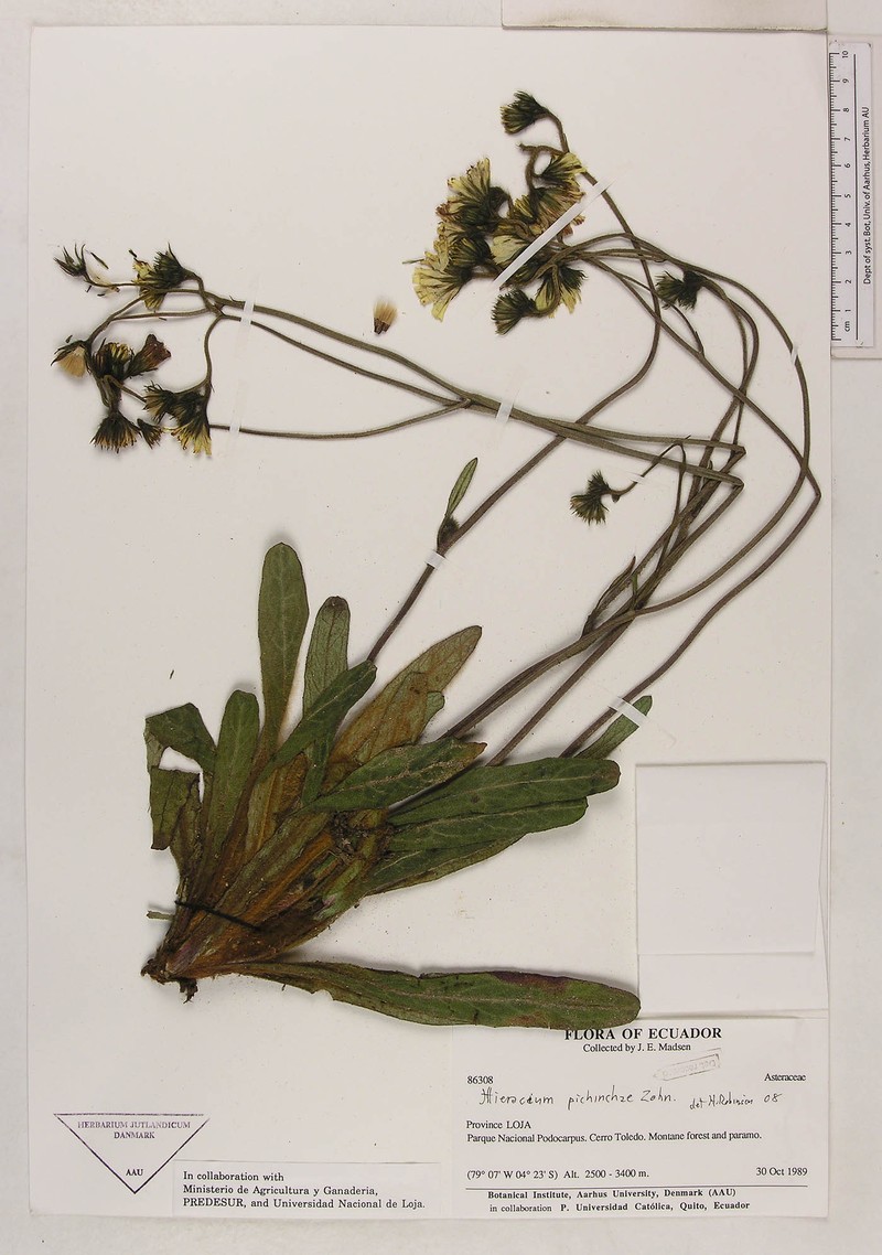 Hieracium pichinchae