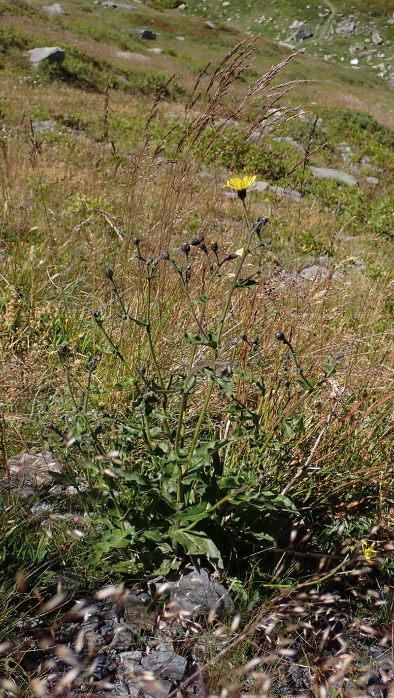 Hieracium picroides