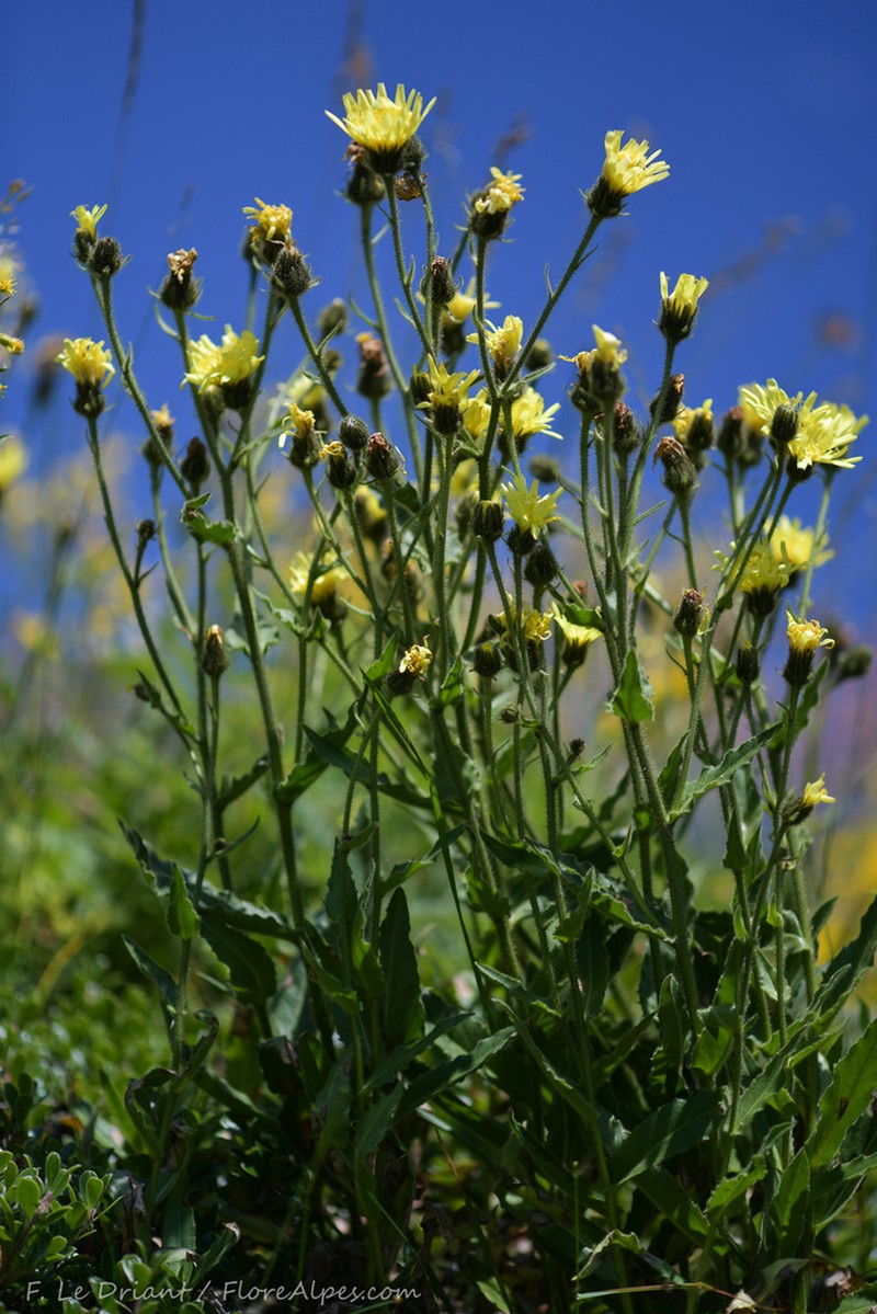 Hieracium picroides photo 2