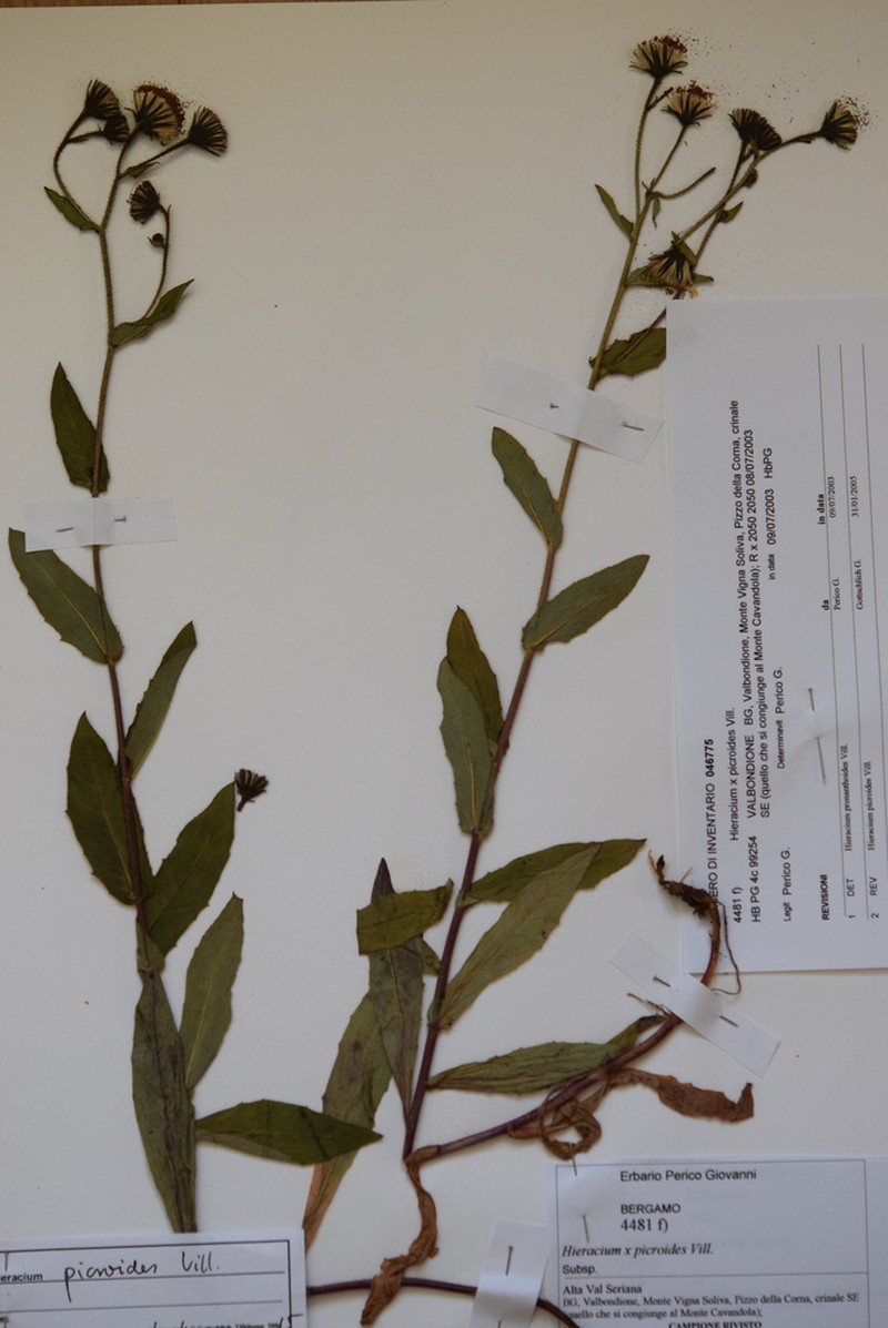 Hieracium picroides photo 3
