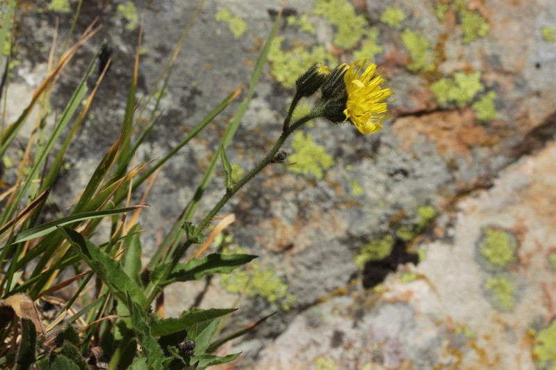 Hieracium picroides photo 4