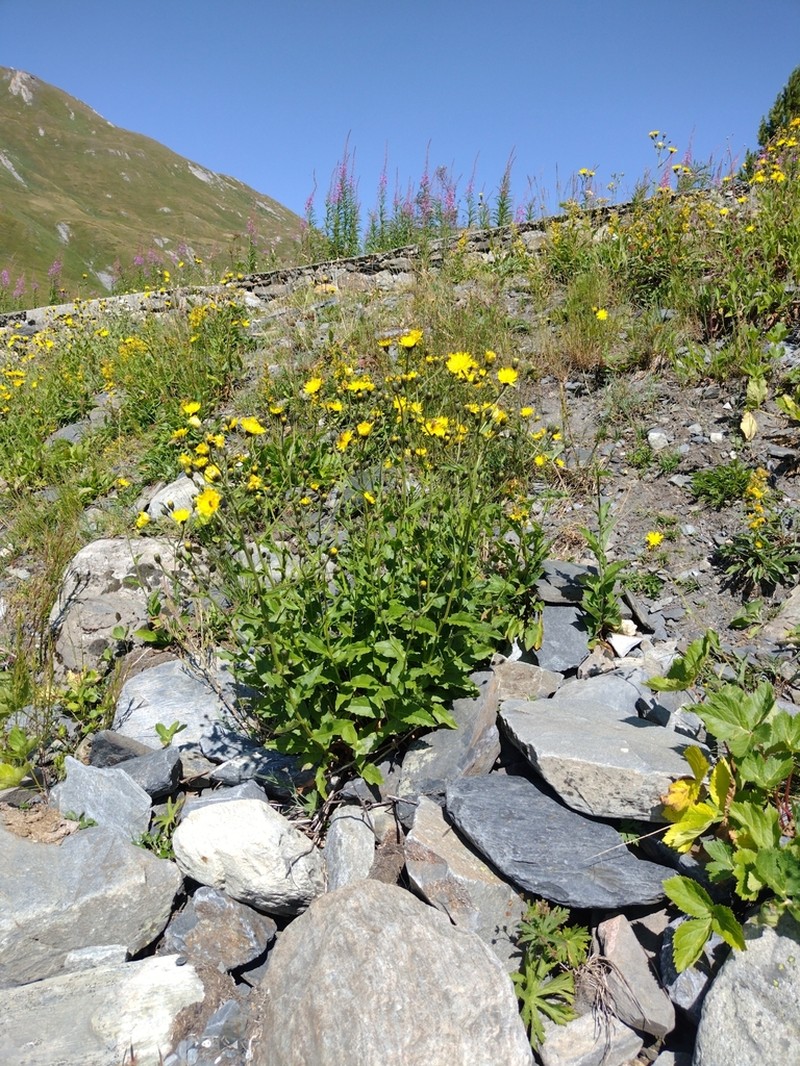 Hieracium picroides photo 5