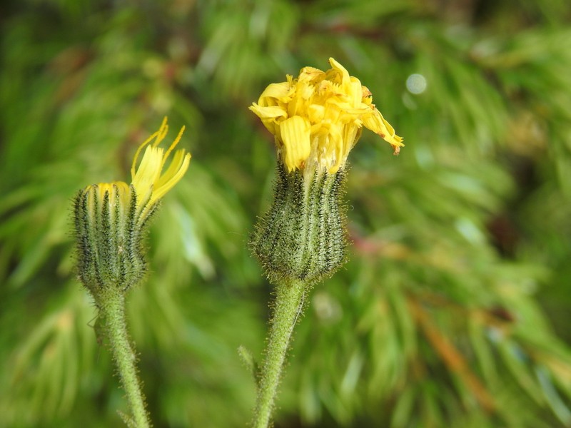 Hieracium picroides photo 6