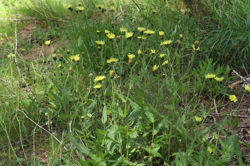 Hieracium picroides photo 7