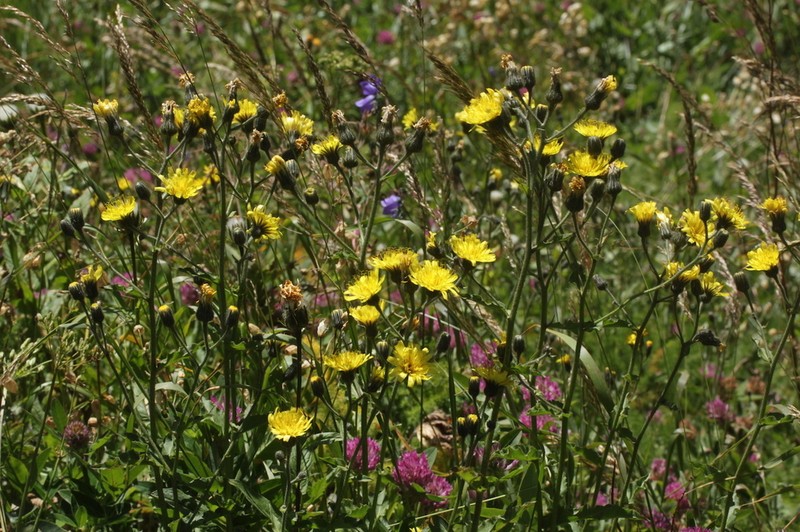 Hieracium picroides photo 8