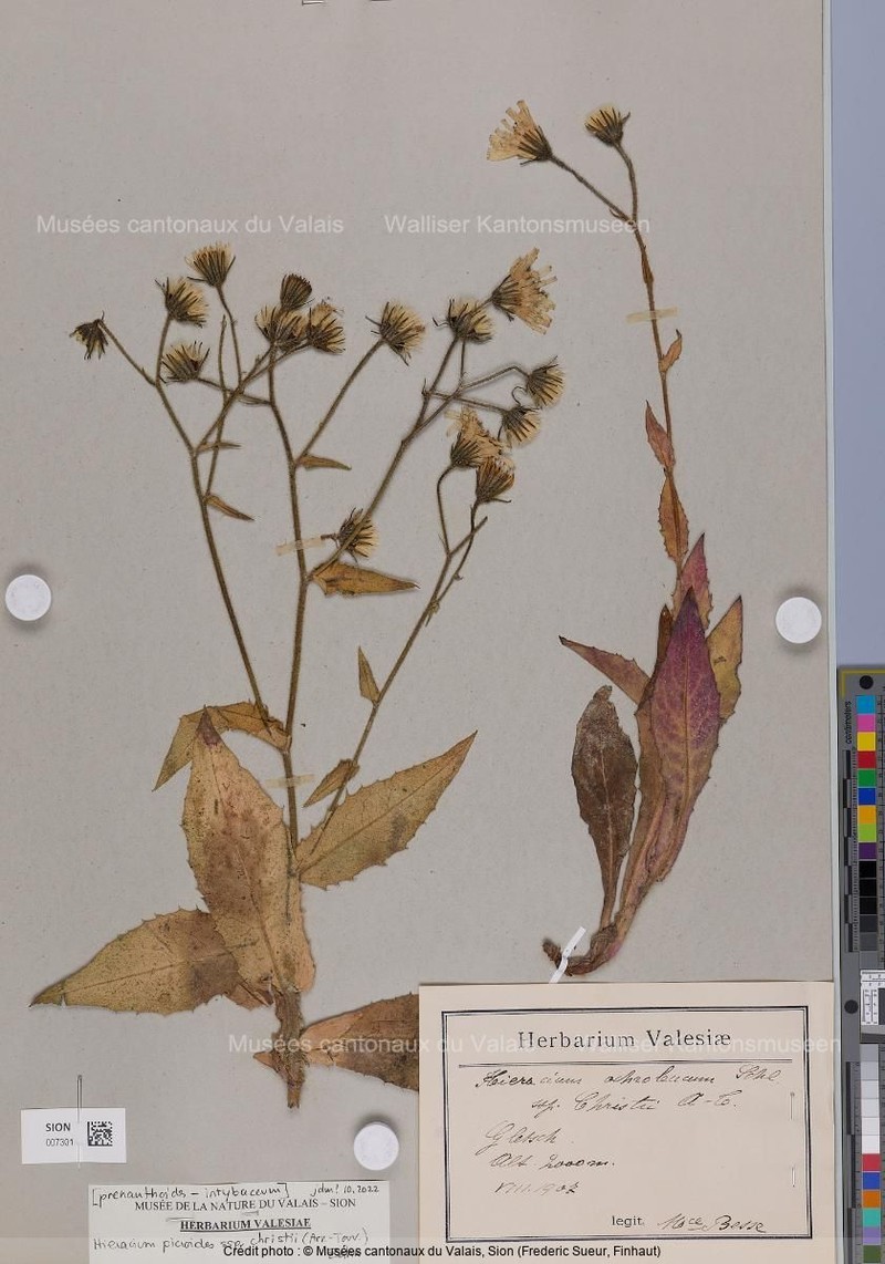 Hieracium picroides subsp. christii