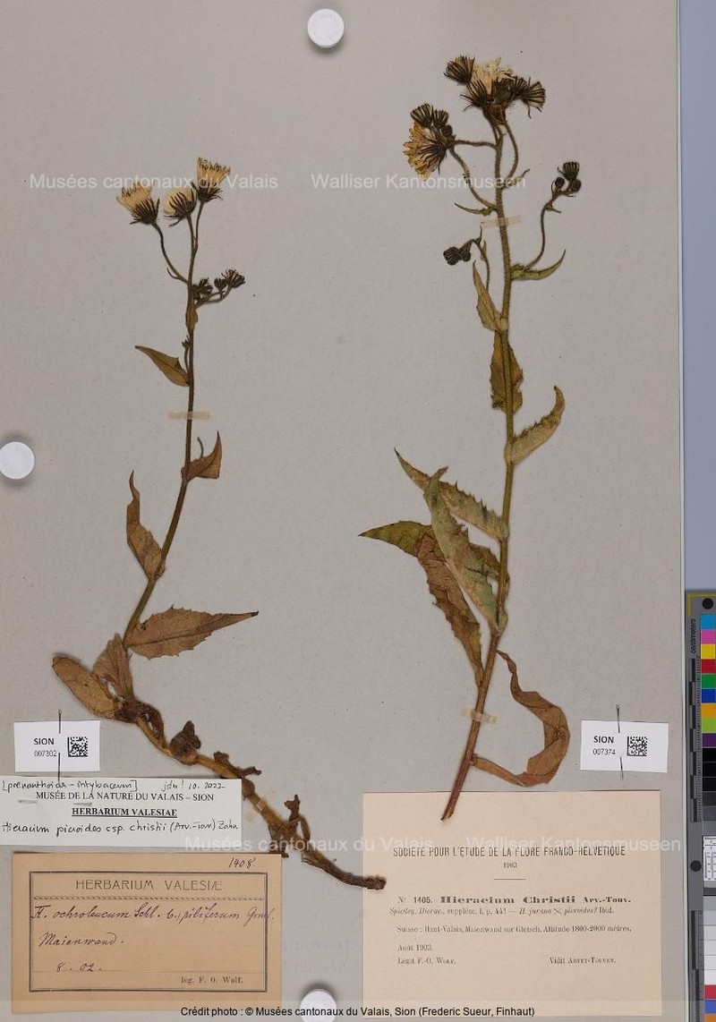 Hieracium picroides subsp. christii photo 2