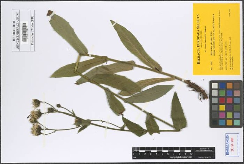 Hieracium picroides subsp. lutescens