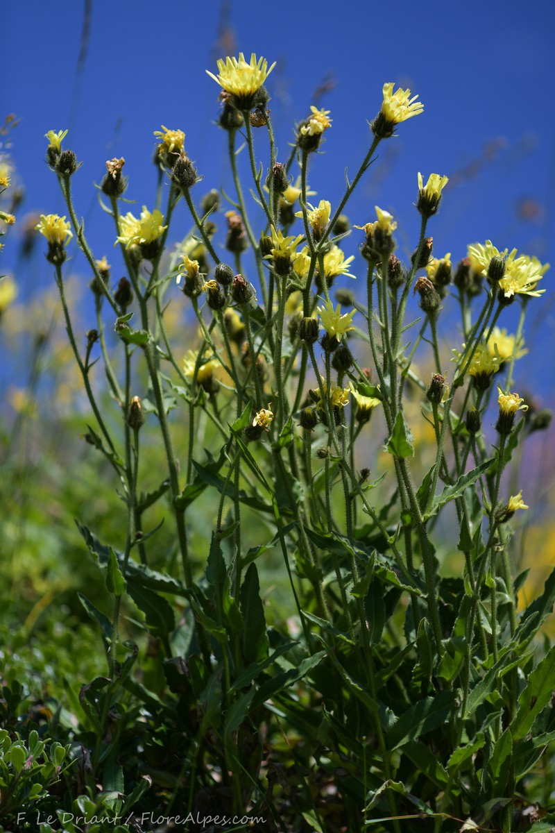 Hieracium picroides subsp. ochroleucum photo 2