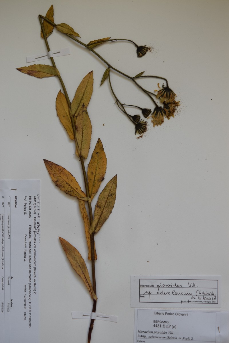 Hieracium picroides subsp. ochroleucum photo 3