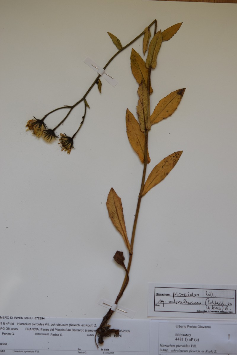 Hieracium picroides subsp. ochroleucum photo 4