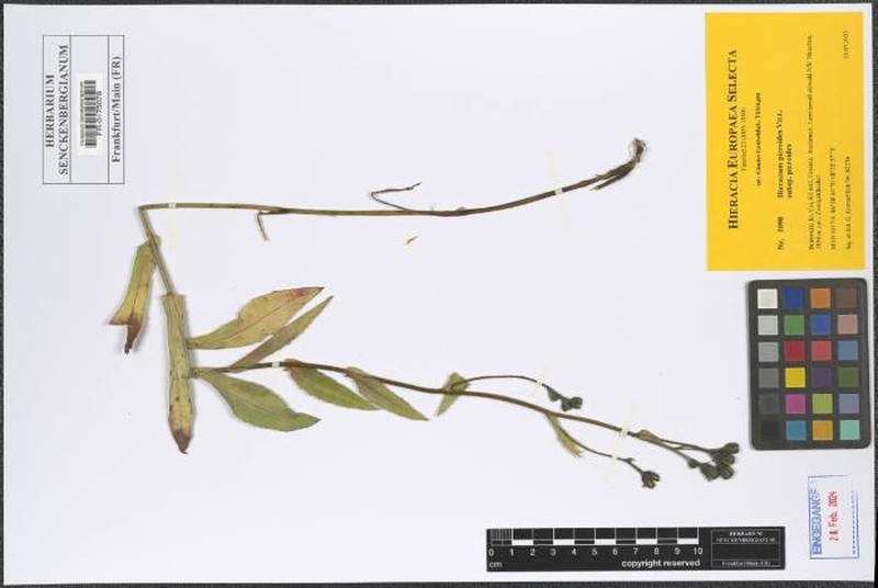 Hieracium picroides subsp. picroides