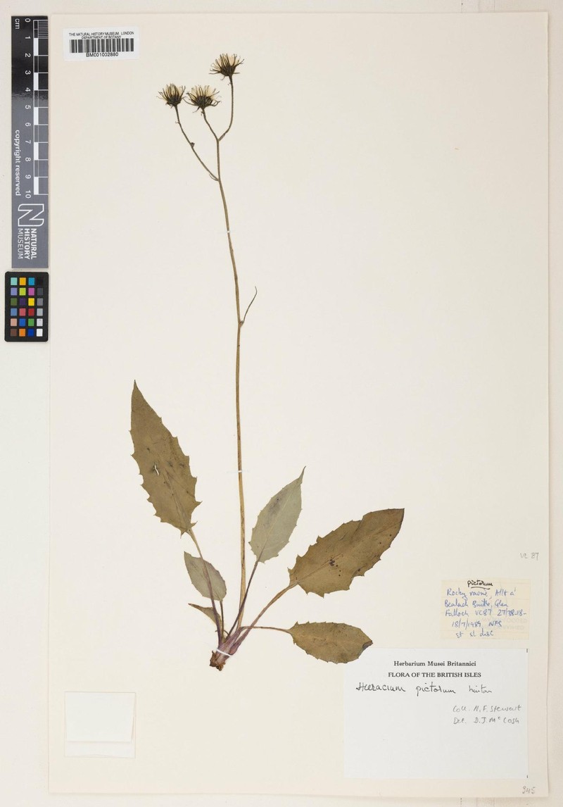 Hieracium pictorum