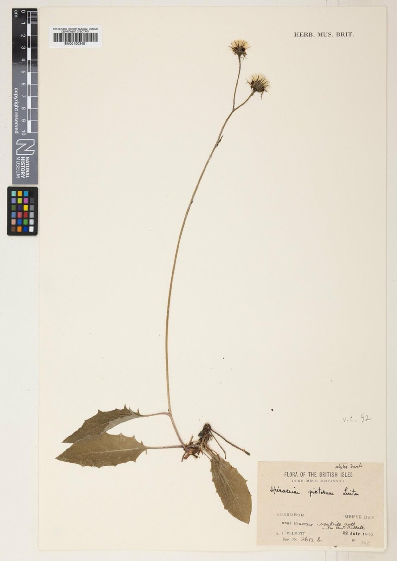 Hieracium pictorum photo 2