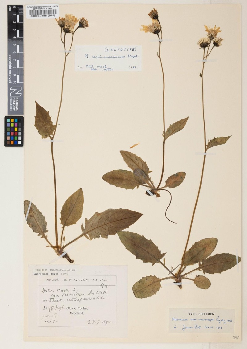 Hieracium pictorum photo 3