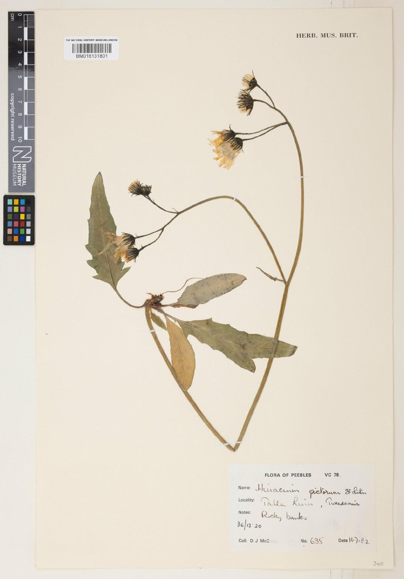 Hieracium pictorum photo 4