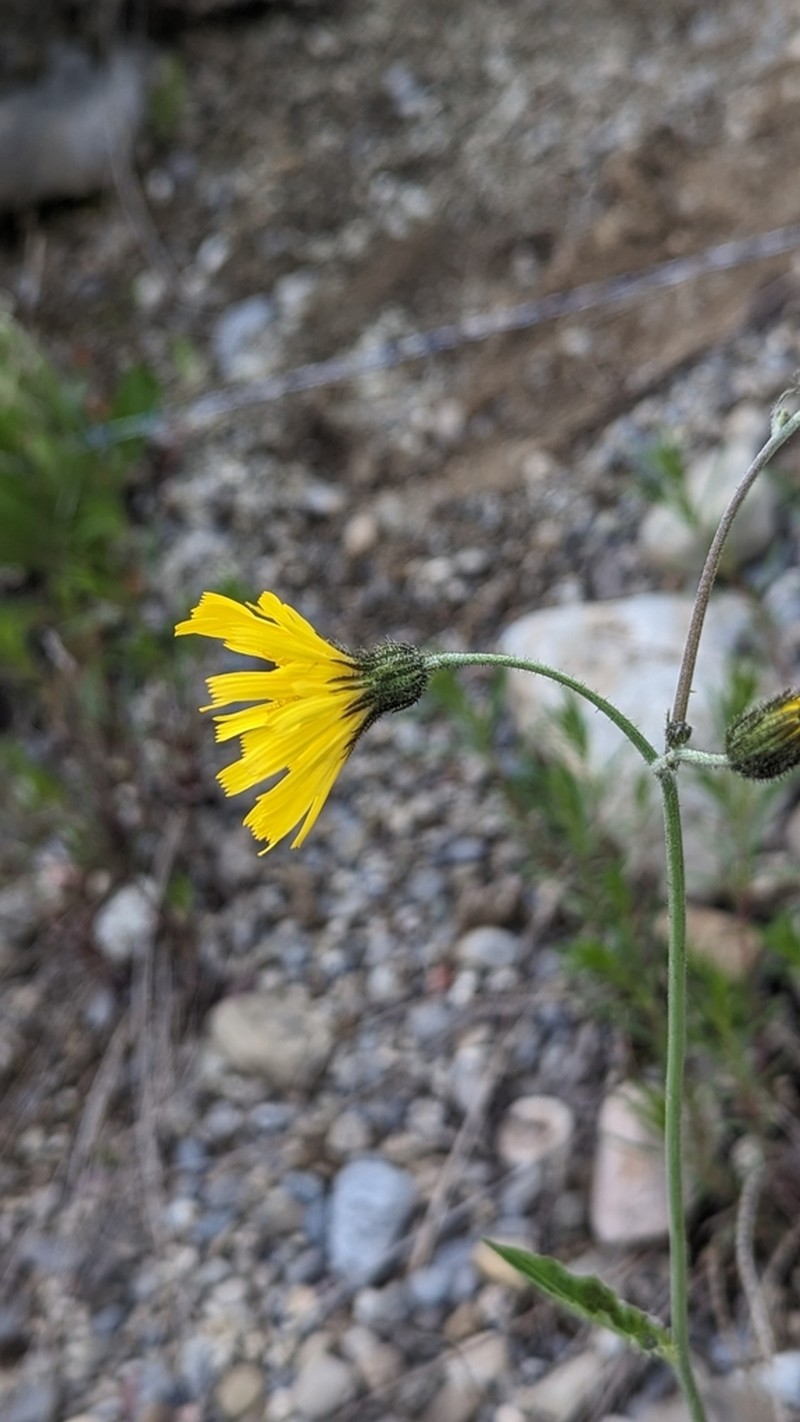 Hieracium pictum
