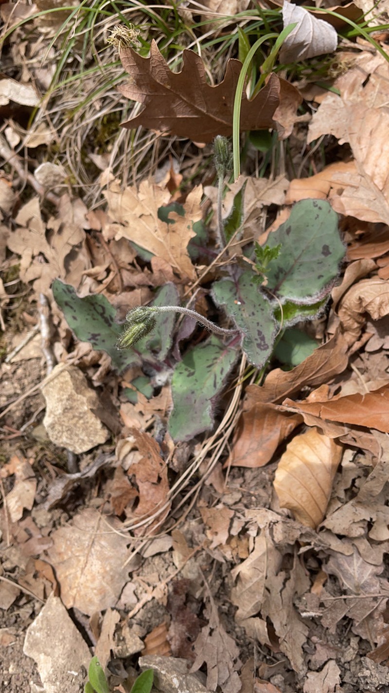 Hieracium pictum photo 2