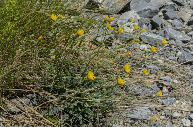Hieracium pictum photo 3