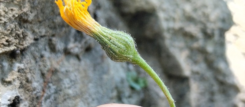 Hieracium pictum photo 4